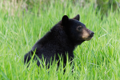 bear in grass